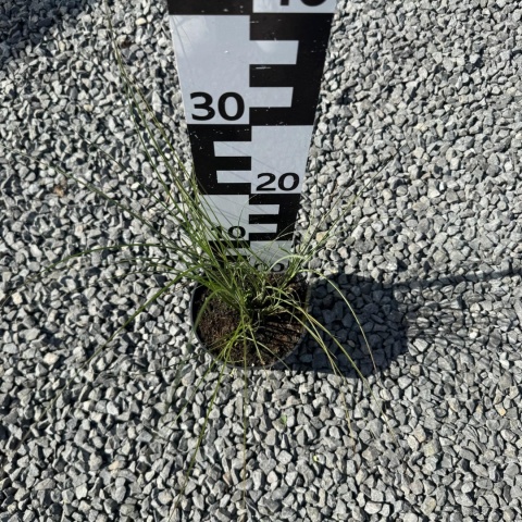 Miskant chiński 'Gracillimus' 2L