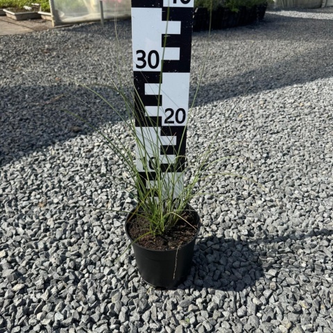 Miskant chiński 'Gracillimus' 2L