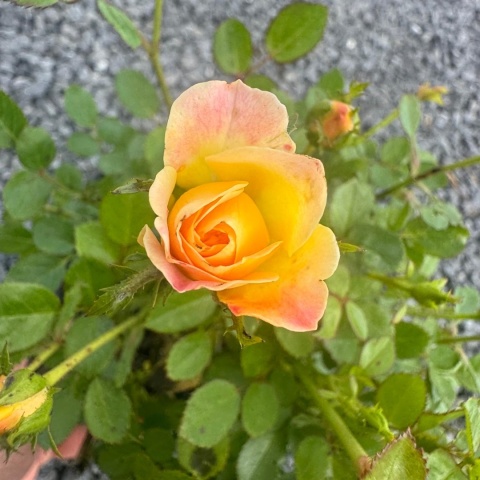 Róża okrywowa 'Yellow Fairy' 1,5L