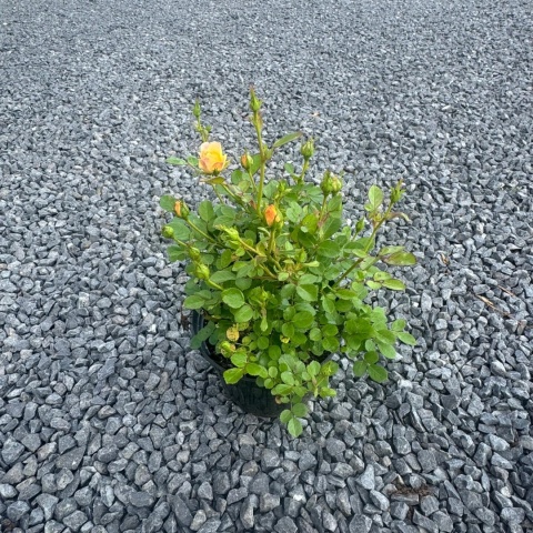 Róża okrywowa 'Yellow Fairy' 1,5L