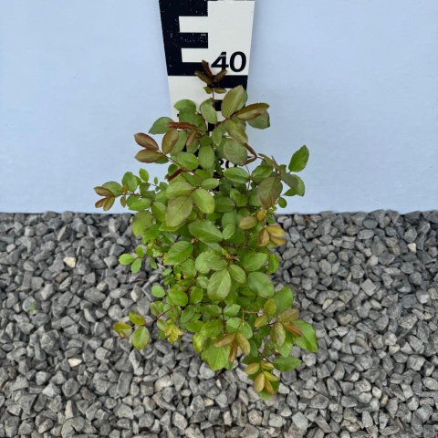 Róża rabatowa 'Cricket' 1,5L