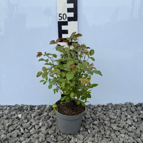 Róża rabatowa 'Cricket' 1,5L