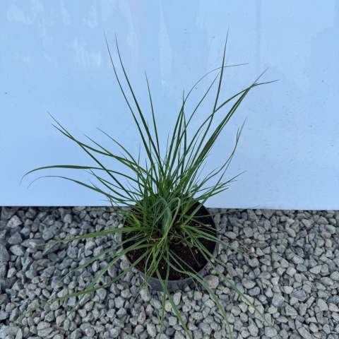 Rozplenica japońska 'Hameln' 2L