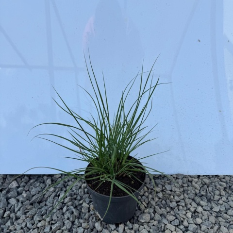 Rozplenica japońska 'Hameln' 2L