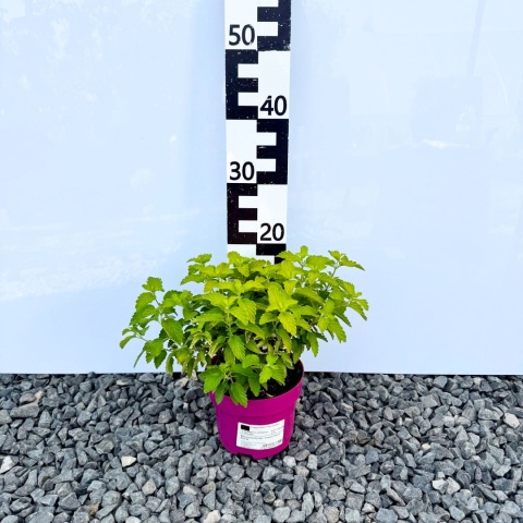 Barbula klandońska ' Lisaura' Hint of Gold' 2L