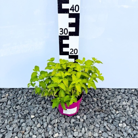 Barbula klandońska ' Lisaura' Hint of Gold' 2L