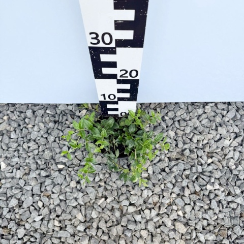 Barwinek pospolity 2L