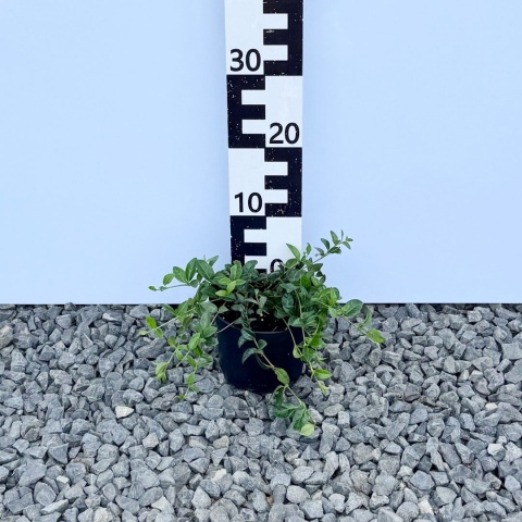 Barwinek pospolity 2L