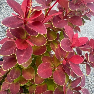 Berberys Thunberga 'Chiquita' 2L