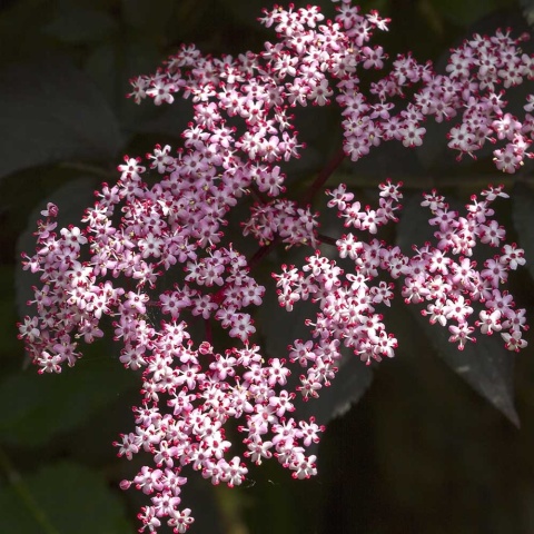 Bez czarny 'Black Beauty' 5L