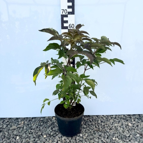 Bez czarny 'Black Beauty' 5L