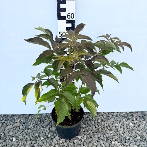 Bez czarny 'Black Beauty' 5L