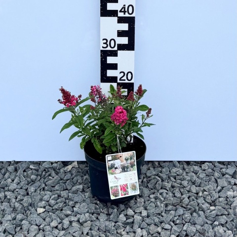 Budleja Davida Butterfly 'Candy Little Ruby' PBR 3L