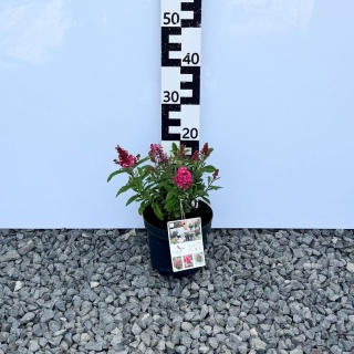 Budleja Davida Butterfly 'Candy Little Ruby' PBR 3L