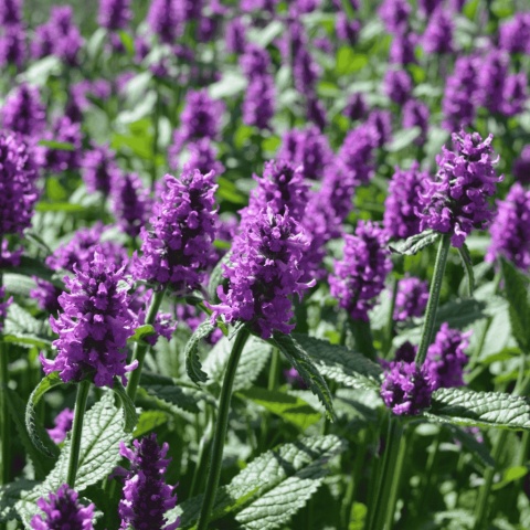 Czyściec gęstokwiatowy 'Hummelo' 2L