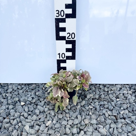 Dąbrówka 'Burgundy Glow' 1L