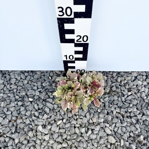 Dąbrówka 'Burgundy Glow' 1L