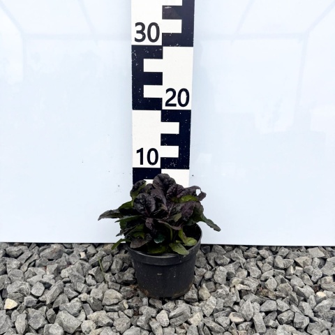 Dąbrówka rozłogowa 'Black Scallop' 1L