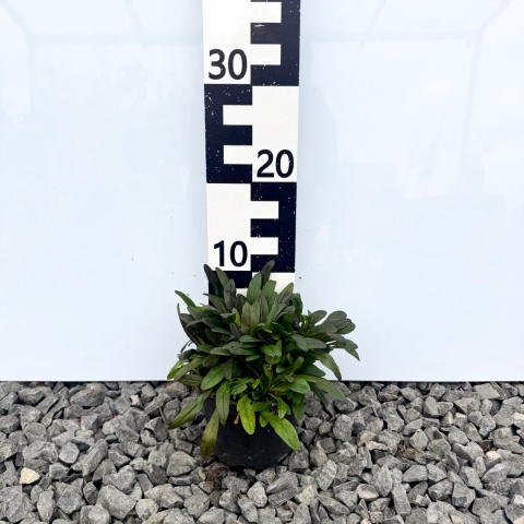 Dąbrówka rozłogowa 'Chocolate Chip' 1L