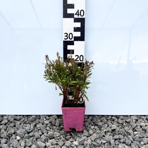 Gaura Lindheimera 'Butterfly Rose' 1L