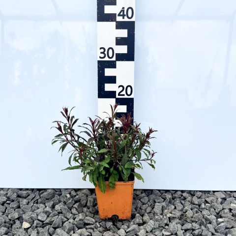 Gaura Lindheimera 'Compact Red' 1L