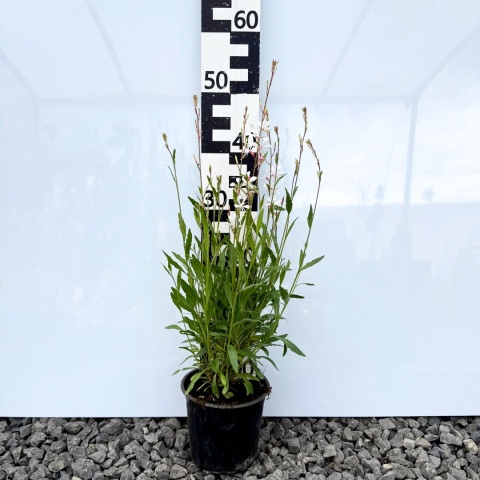Gaura Lindheimera 'Elurra' 1,5L