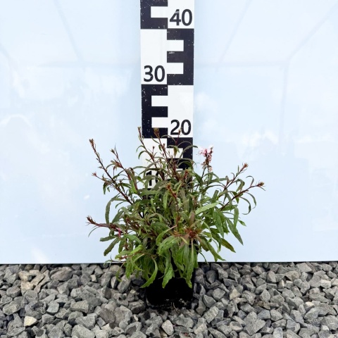 Gaura Lindheimera 'Pink Compact' P11(1L)