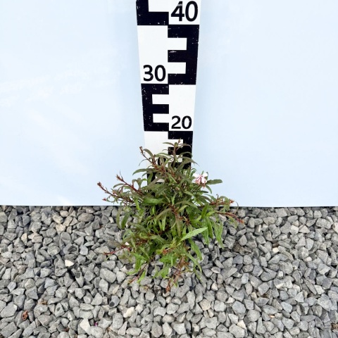 Gaura Lindheimera 'Pink Compact' P11(1L)