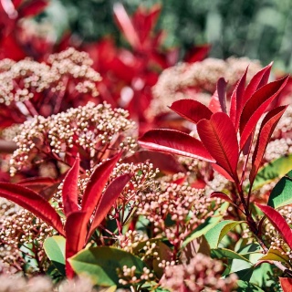 Głogownik 'Little Fenna' 2L