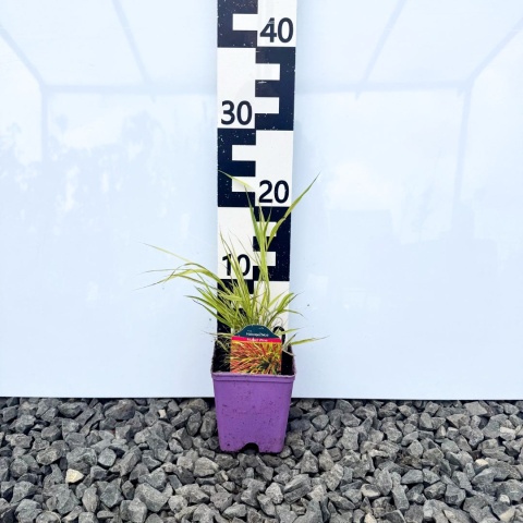 Hakonechloa 'Mulled Wine' P11(1L)