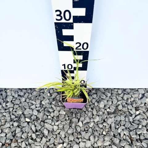 Hakonechloa 'Mulled Wine' P11(1L)