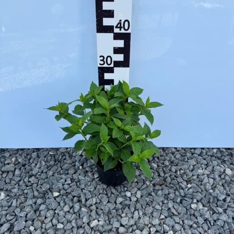 Hortensja bukietowa 'Limelight' 2L