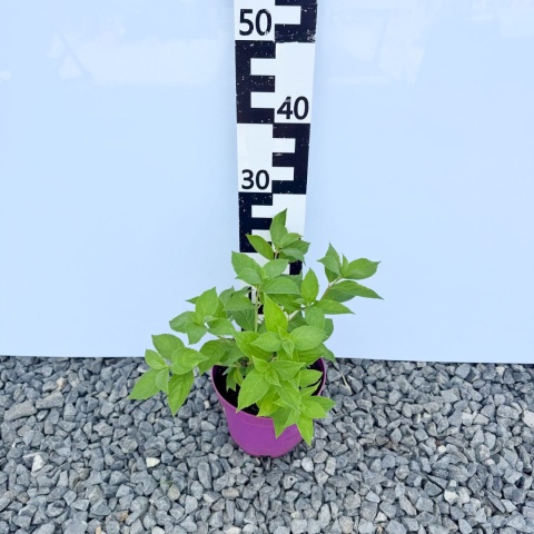 Hortensja bukietowa 'Panzola' 3L