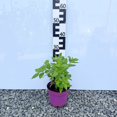 Hortensja bukietowa 'Panzola' 3L