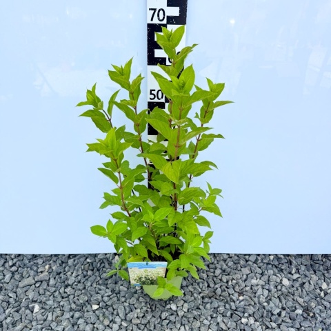 Hortensja bukietowa 'Papilon' 3L