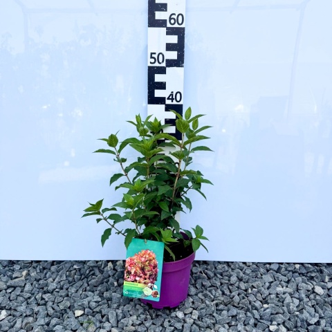 Hortensja bukietowa 'Petite Cherry' PBR 3L