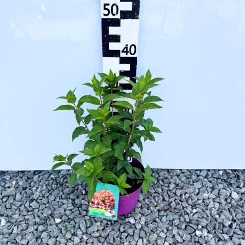 Hortensja bukietowa 'Petite Cherry' PBR 3L