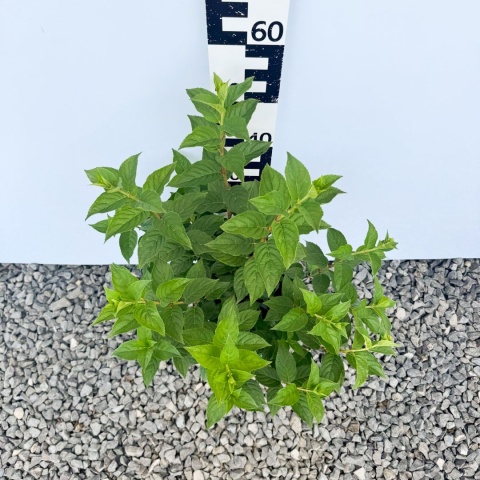 Hortensja bukietowa 'Petite Cherry' PBR 5L