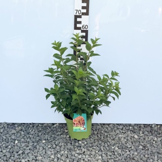 Hortensja bukietowa 'Petite Cherry' PBR 5L