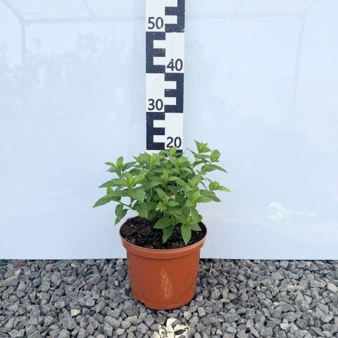 Hortensja bukietowa 'Polar Bear' 5L