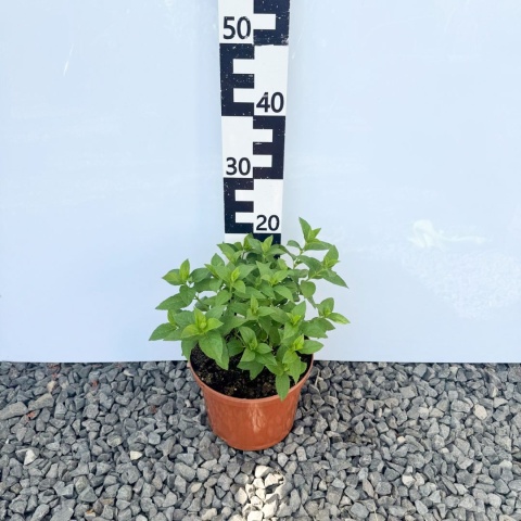 Hortensja bukietowa 'Polar Bear' 5L