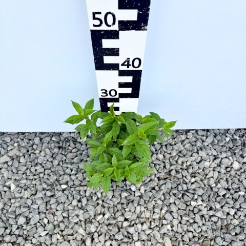 Hortensja bukietowa 'Vanille Fraise' PBR 2L