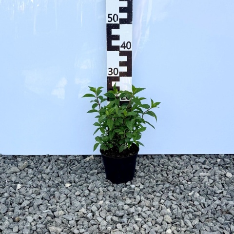 Hortensja bukietowa 'Vanille Fraise' PBR 2L