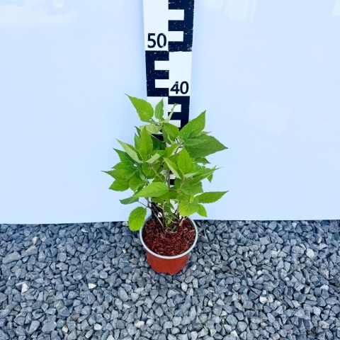 Hortensja krzewiasta 'Lime Ricki' 2L