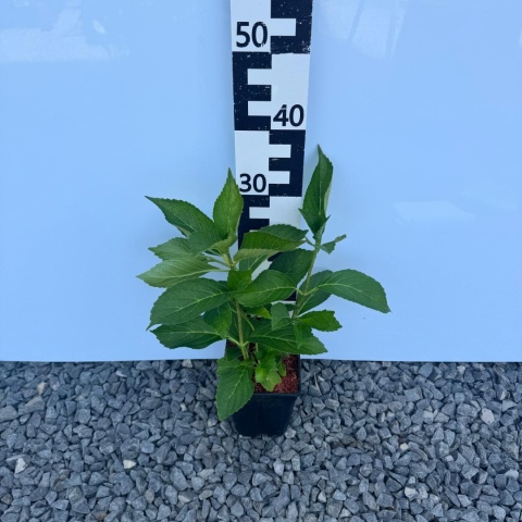 Hortensja ogrodowa 'Early Pink' 2L