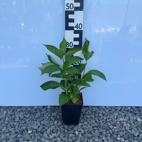 Hortensja ogrodowa 'Early Pink' 2L