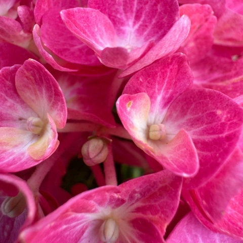 Hortensja ogrodowa 'Diva Fiore Rosea' 2L