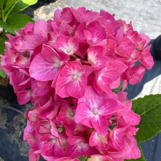 Hortensja ogrodowa 'Diva Fiore Rosea' 2L
