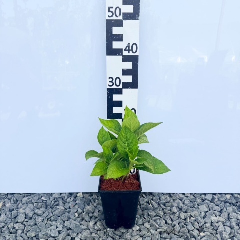 Hortensja ogrodowa 'Diva Fiore Rosea' 2L