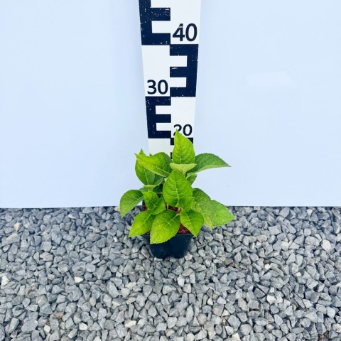 Hortensja ogrodowa 'Diva Fiore Rosea' 2L